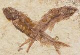 Two Small Knightia Fossil Fish - Wyoming #41043-1